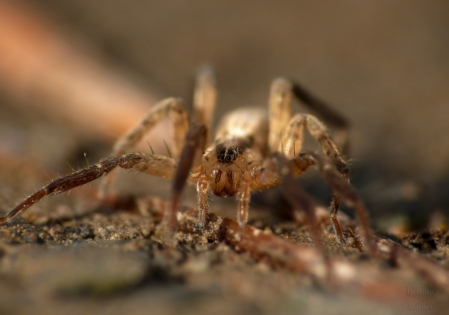 Kräuseljagdspinne - Zora Spinimana (Weibchen)