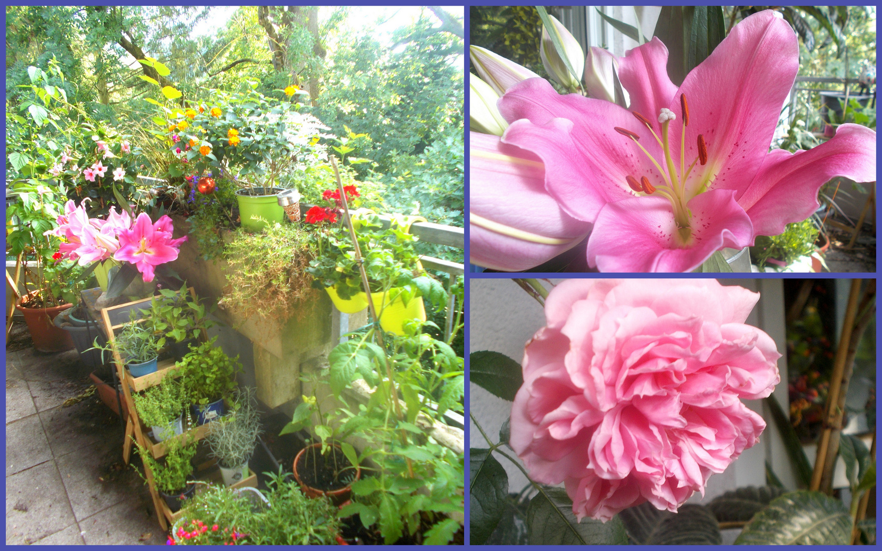 Kräuter + Blumen  auf dem Balkon , der jetzt Sonne hat.....