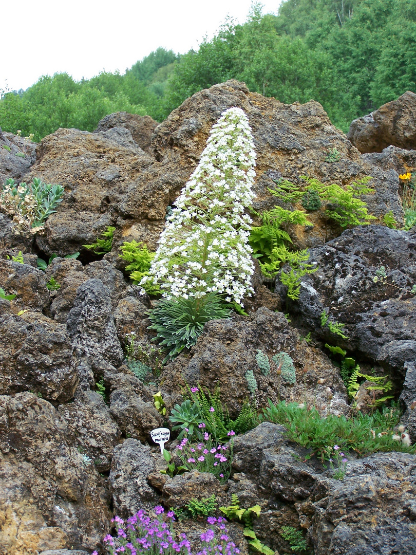 Kräutergarten