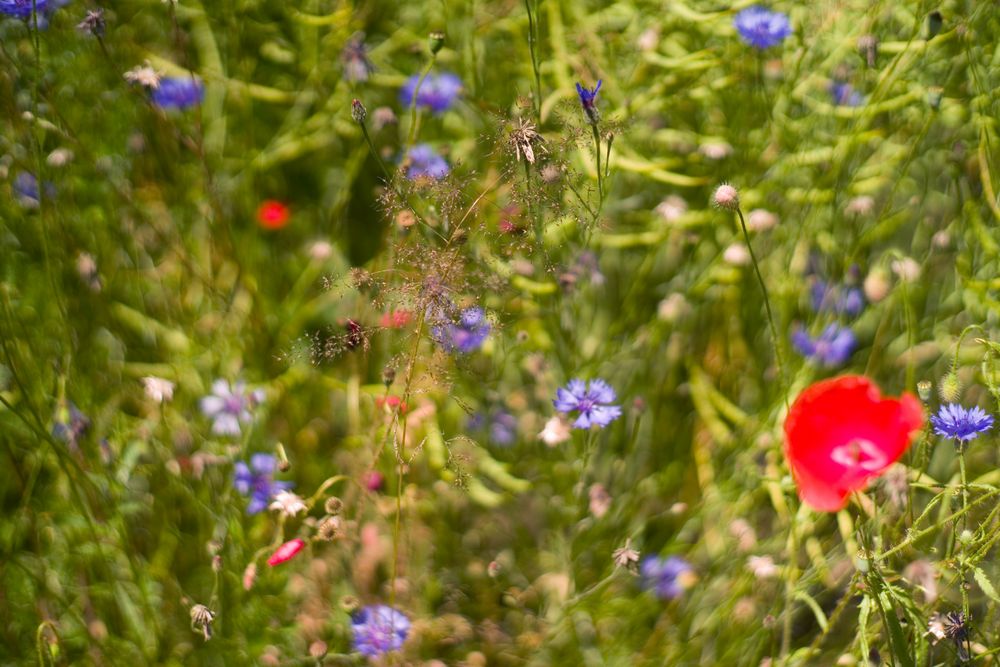 Kräutergarten