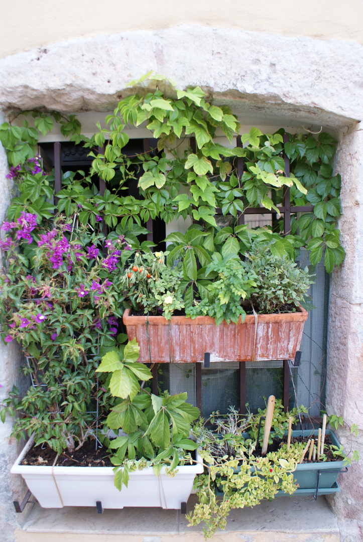 Kräutergarten am Fenster