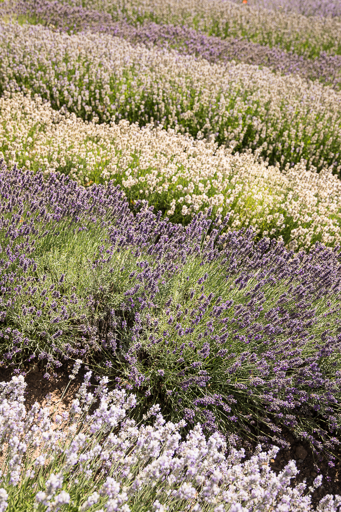 Kräutergarten Edenkoben