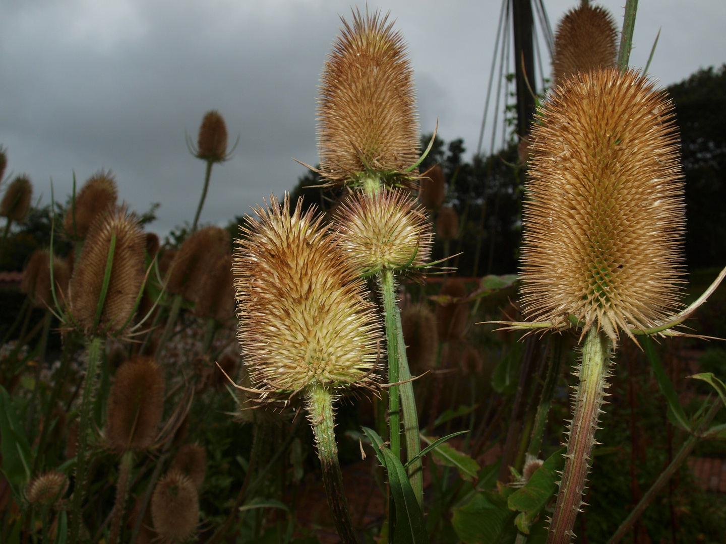 Kräutergarten in Spottrup Kräutergarten