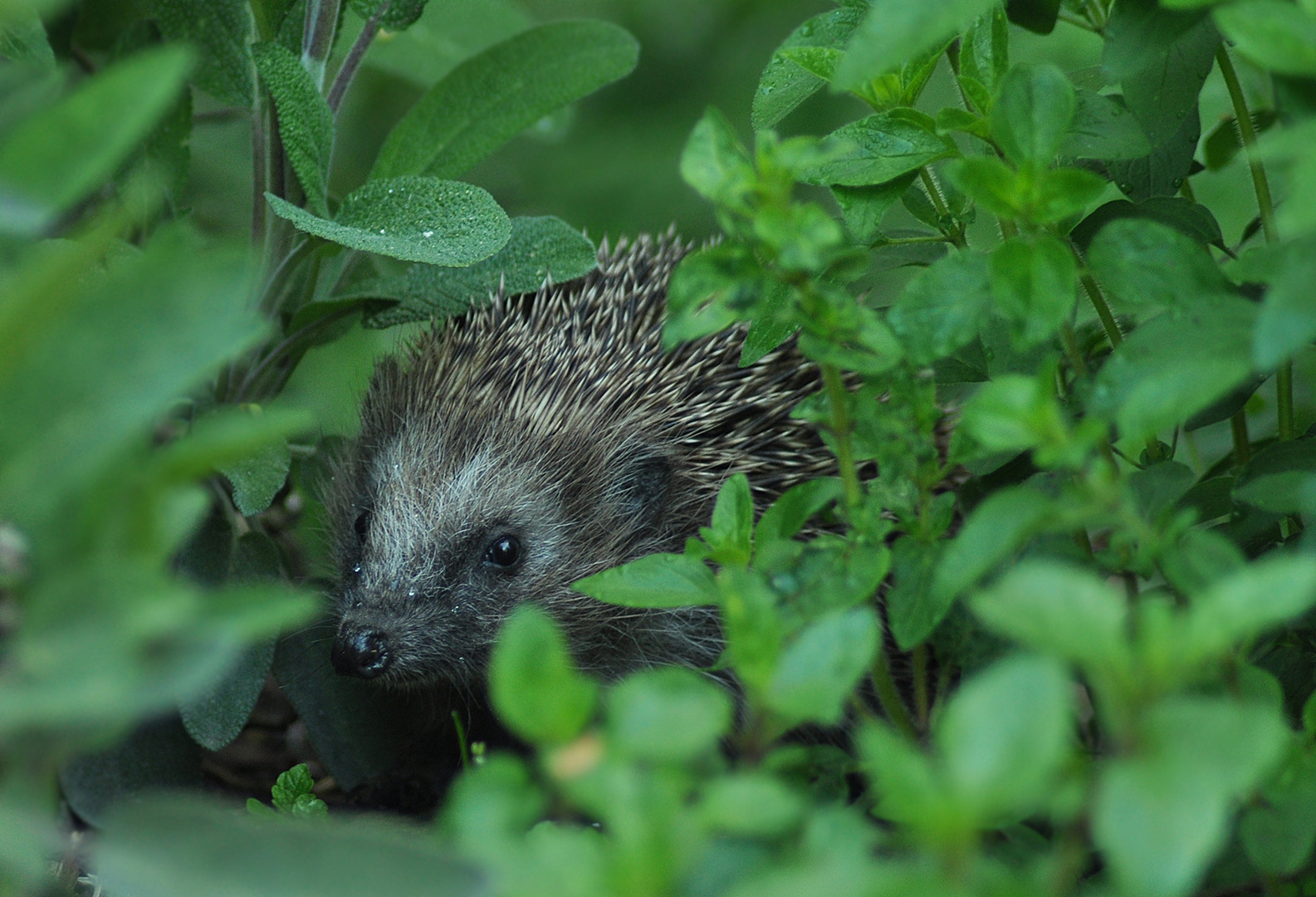 Kräuterigel