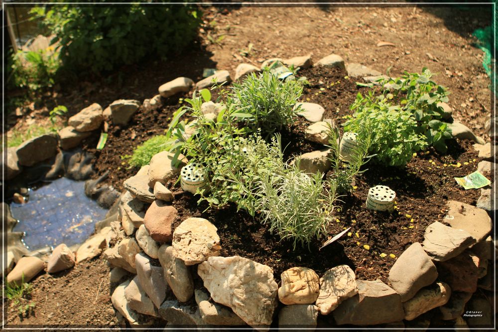 Kräuterspirale in unserem Garten