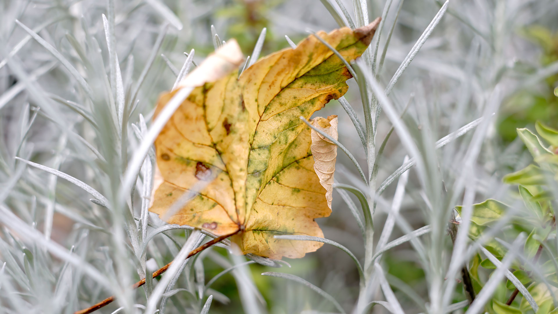 Kräuterspirale mit Herbstgeschmack