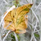 Kräuterspirale mit Herbstgeschmack