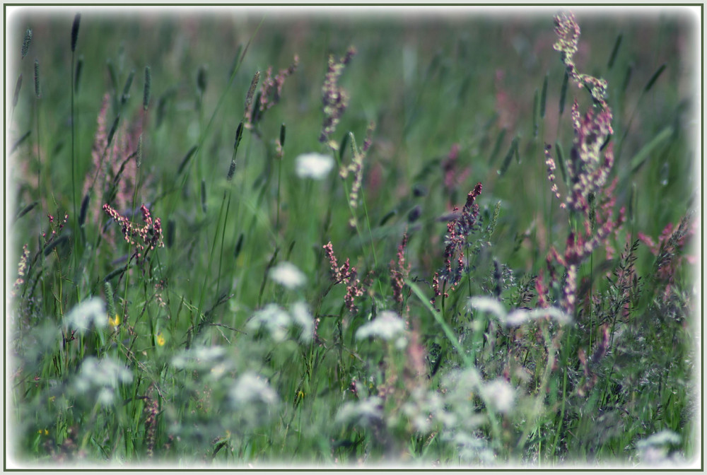 °°° Kräuterwiese im Sauerland °°°