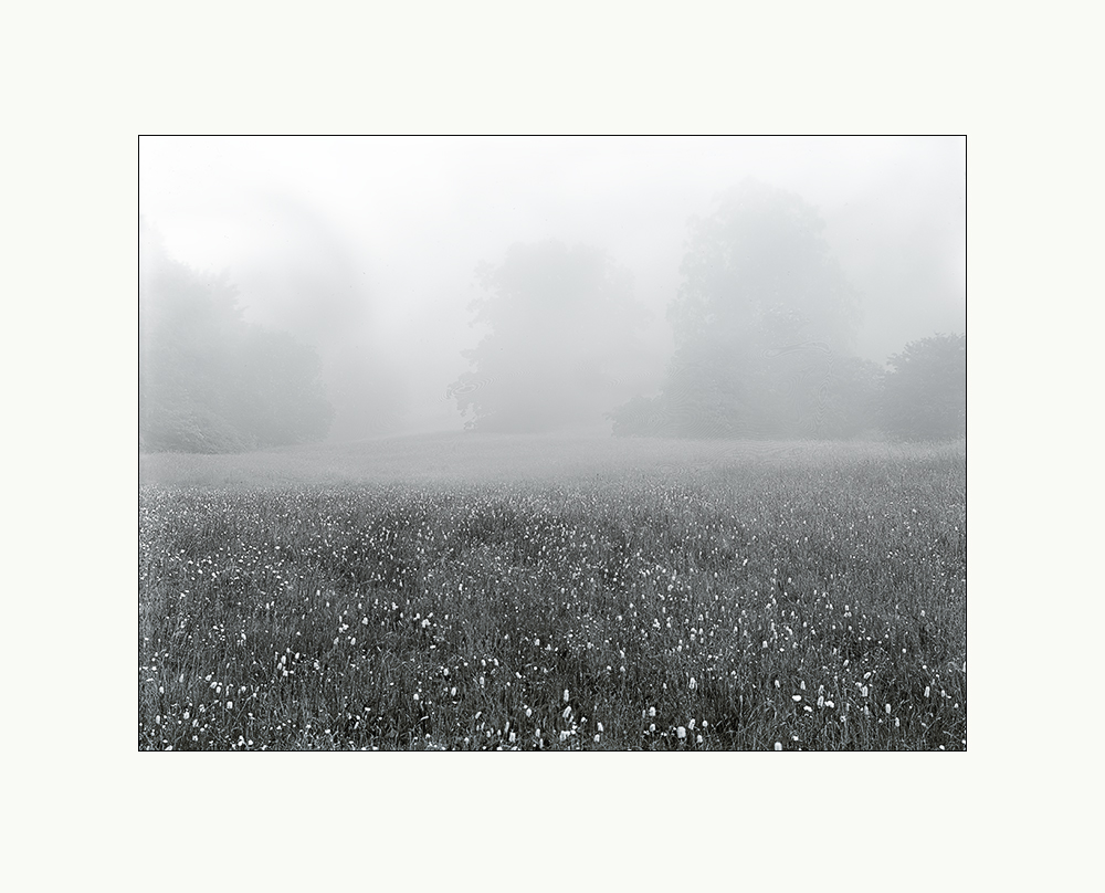 Kräuterwiese, Nebel