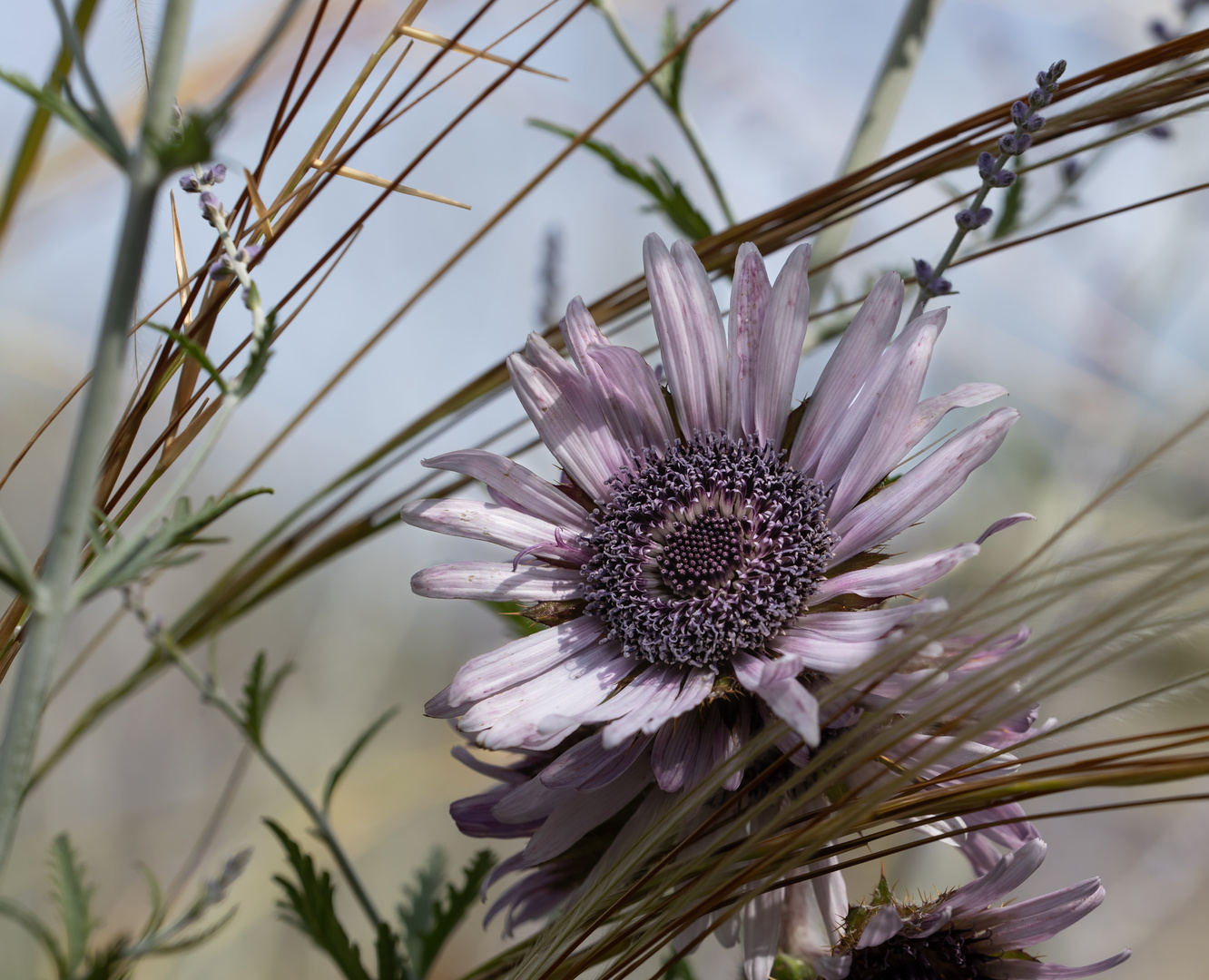 Kraft der Blüte