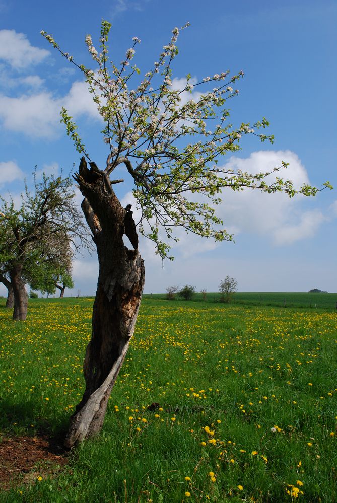 Kraft der Natur von L. Brühl 