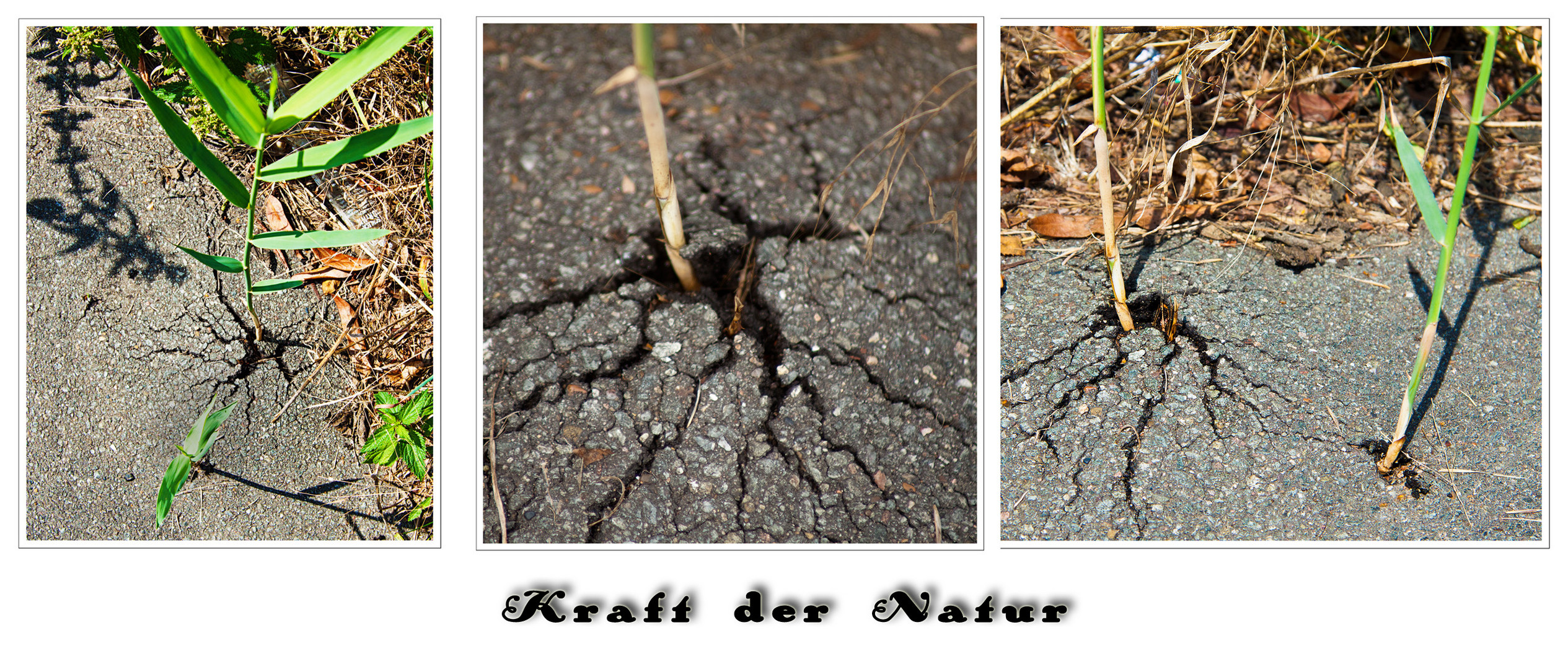 Kraft der Natur....