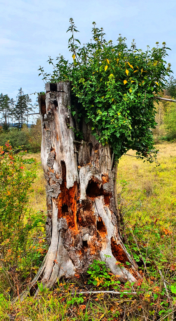 Kraft der Natur