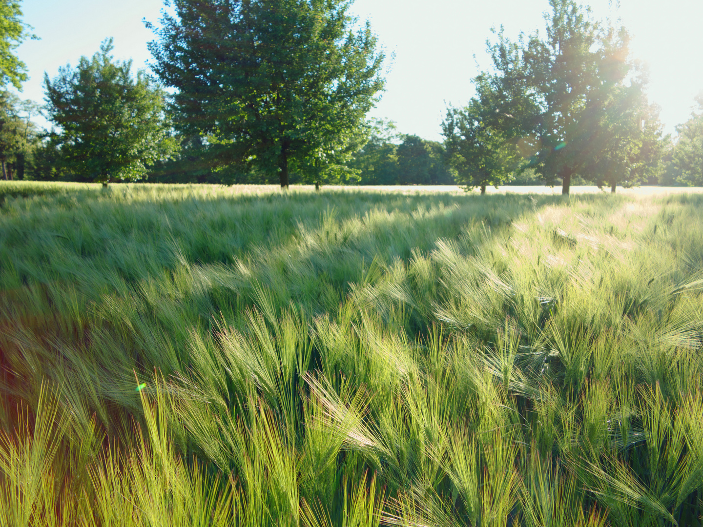 Kraft der Natur - Gerste im Abendlicht