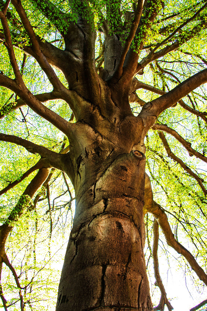 Kraft im Baum