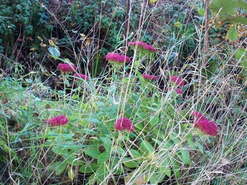 Kraft und Schönheit der Natur am Ende des Monats Oktober