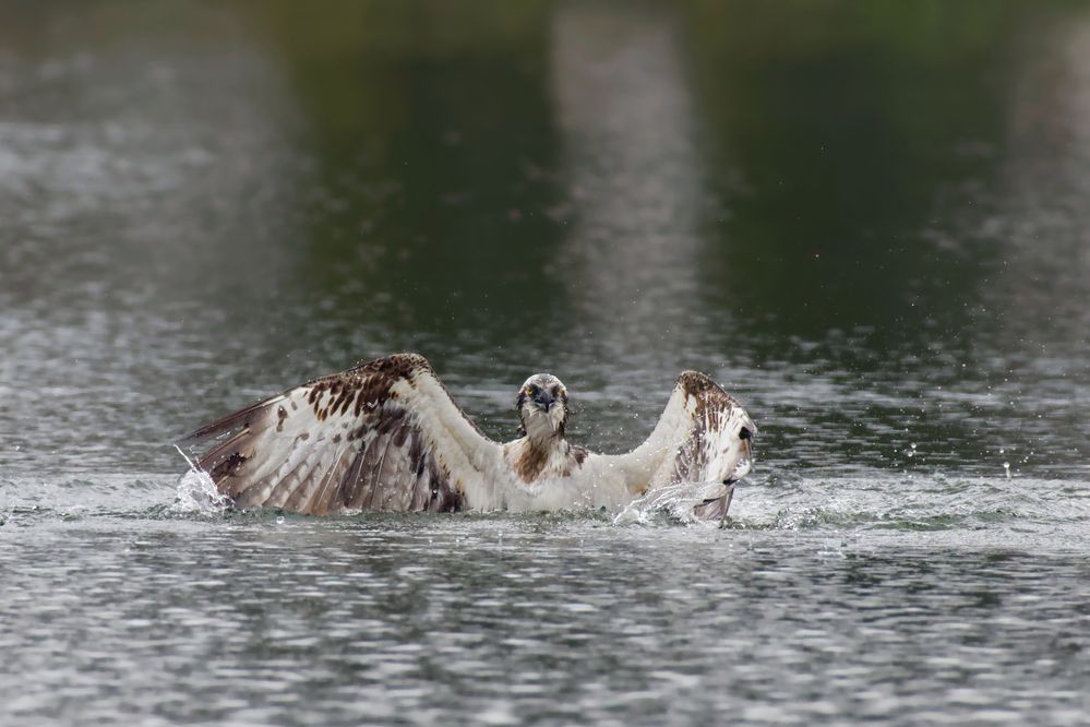 Kraftakt... für den Fischadler (Pandion haliaetus) 