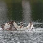 Kraftakt... für den Fischadler (Pandion haliaetus) 