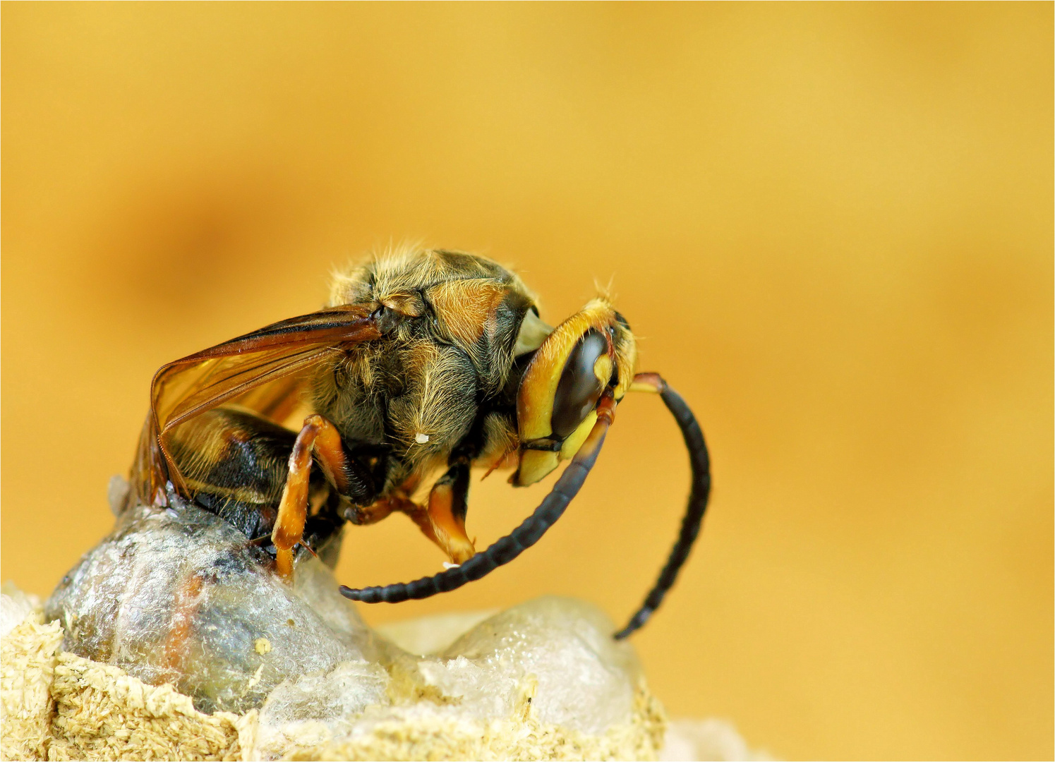 Kraftakt ( Vespa crabro)