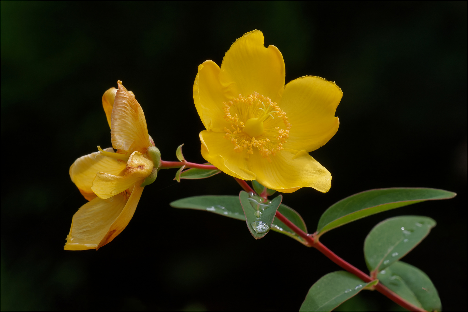 kraftig leuchtet die Blüte des Johanniskrautes  .....