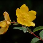 kraftig leuchtet die Blüte des Johanniskrautes  .....