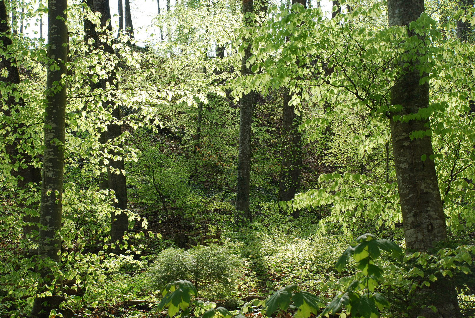 Kraftort Wald im Frühlingsgrün