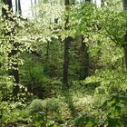 Kraftort Wald im Frühlingsgrün