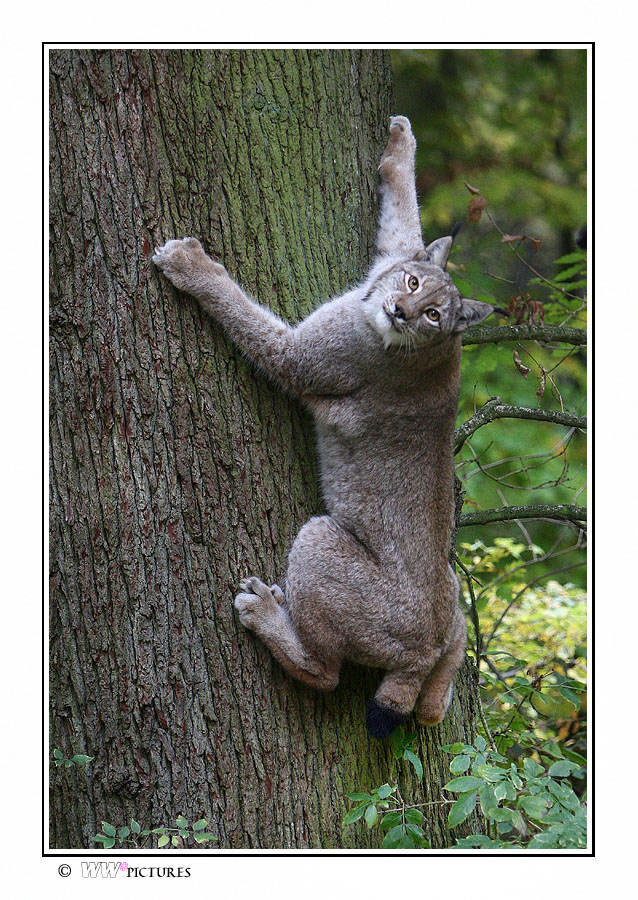 Kraftpaket am Baum