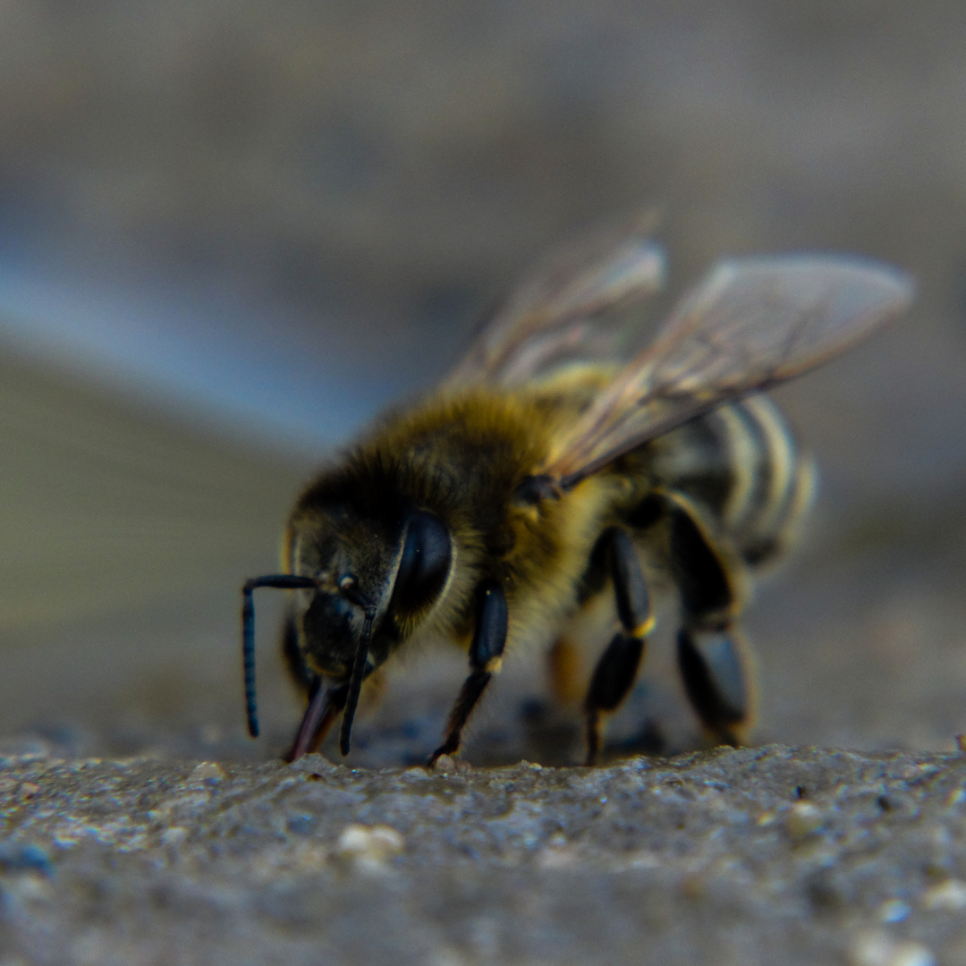 Kraftpaket Biene, powerhouse bee