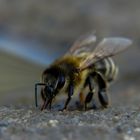 Kraftpaket Biene, powerhouse bee