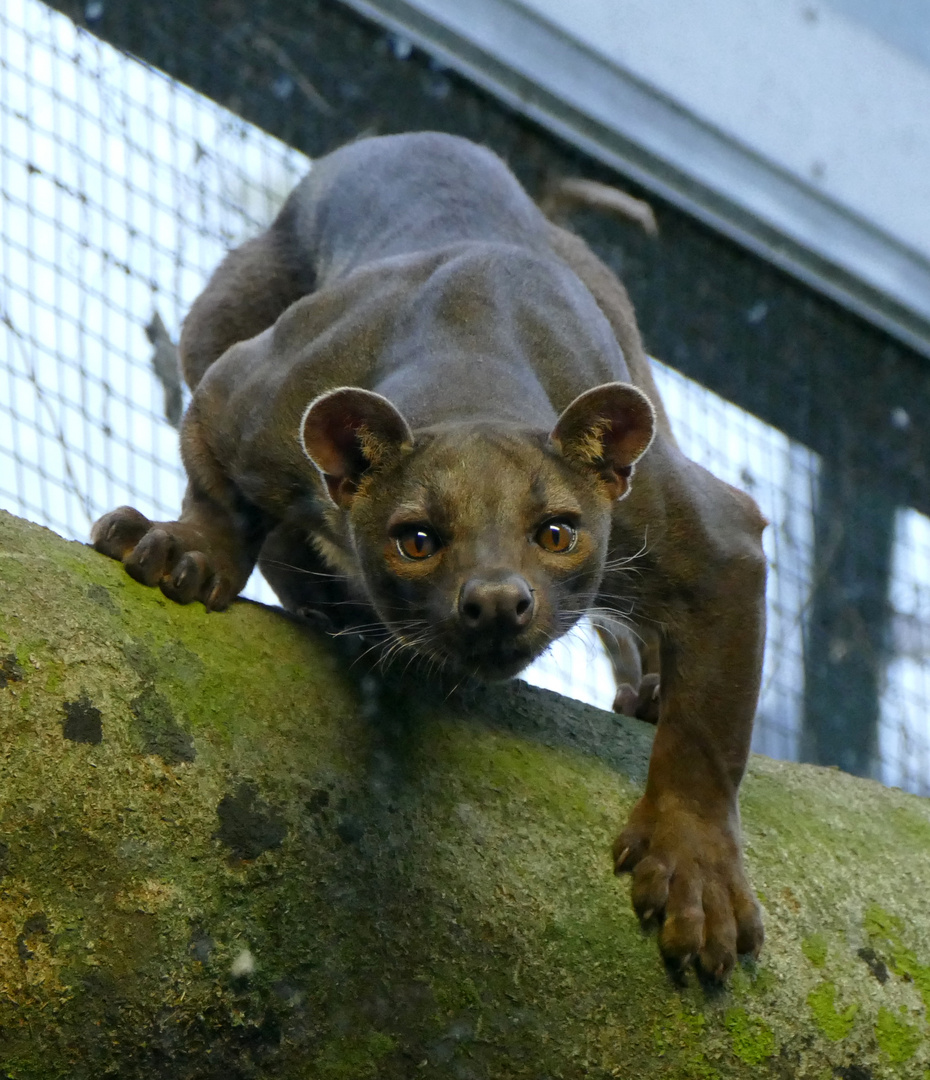 Kraftpaket Fossa im Frankfurter Zoo