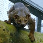 Kraftpaket Fossa im Frankfurter Zoo