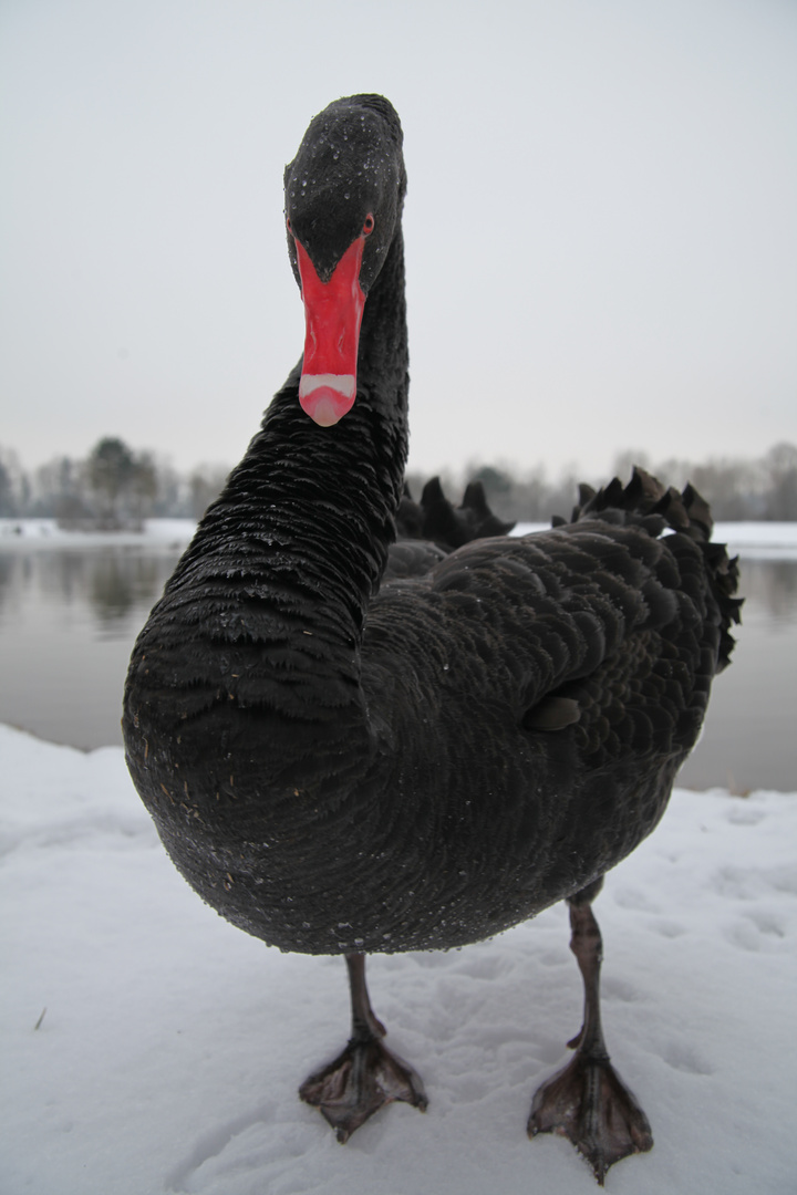 Kraftpaket - schwarzer Schwan im Anmarsch