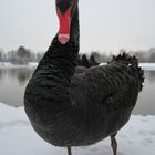 Kraftpaket - schwarzer Schwan im Anmarsch