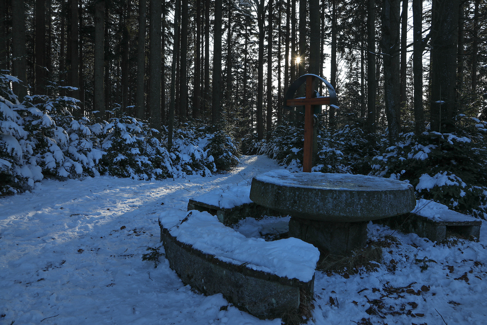 Kraftplatz im Wald