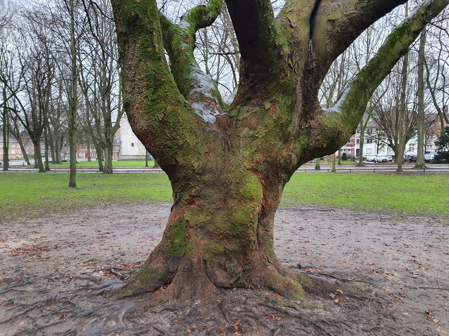 Kraftprotz im Park