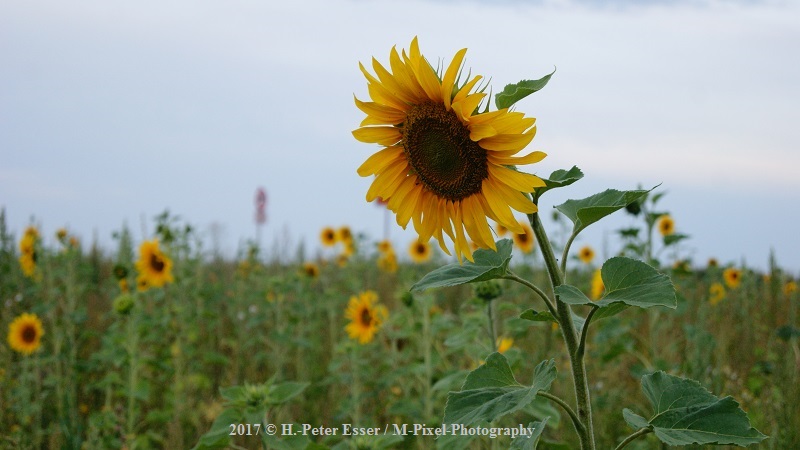 Kraftsdorf - Pörsdorf Sonnenblume - 22.07.2017