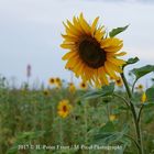 Kraftsdorf - Pörsdorf Sonnenblume - 22.07.2017