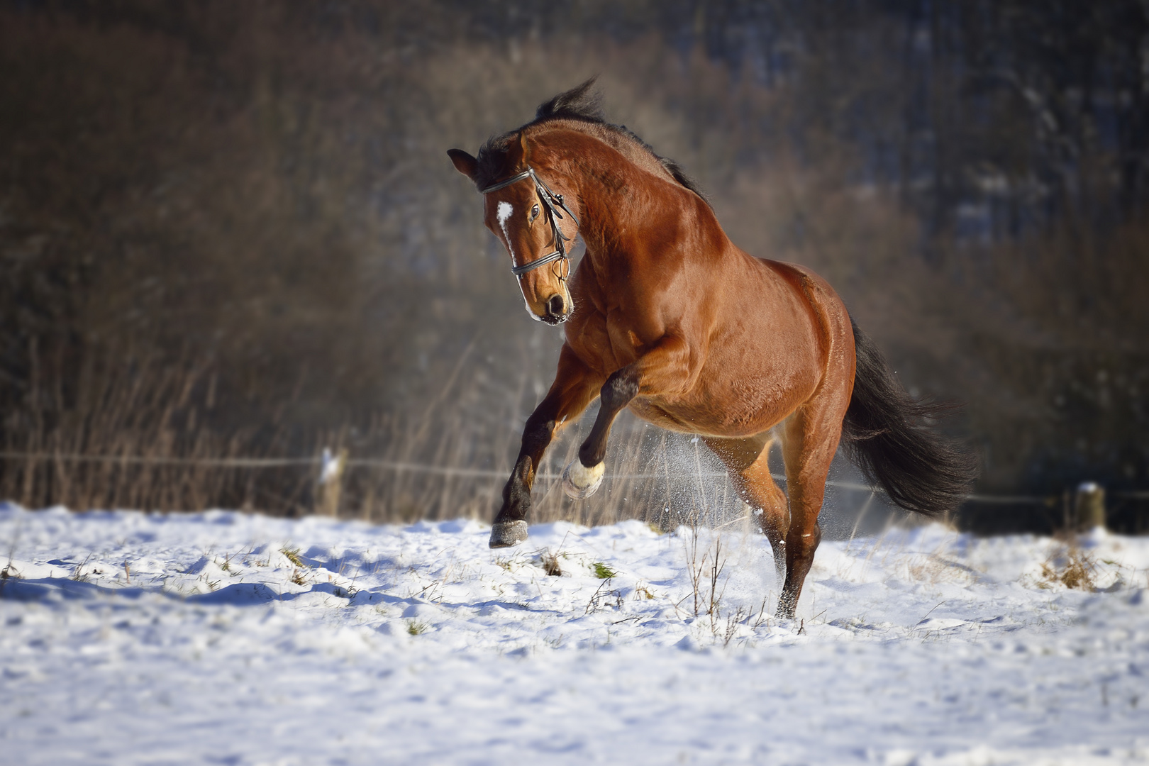 Kraftvoll durch den Schnee