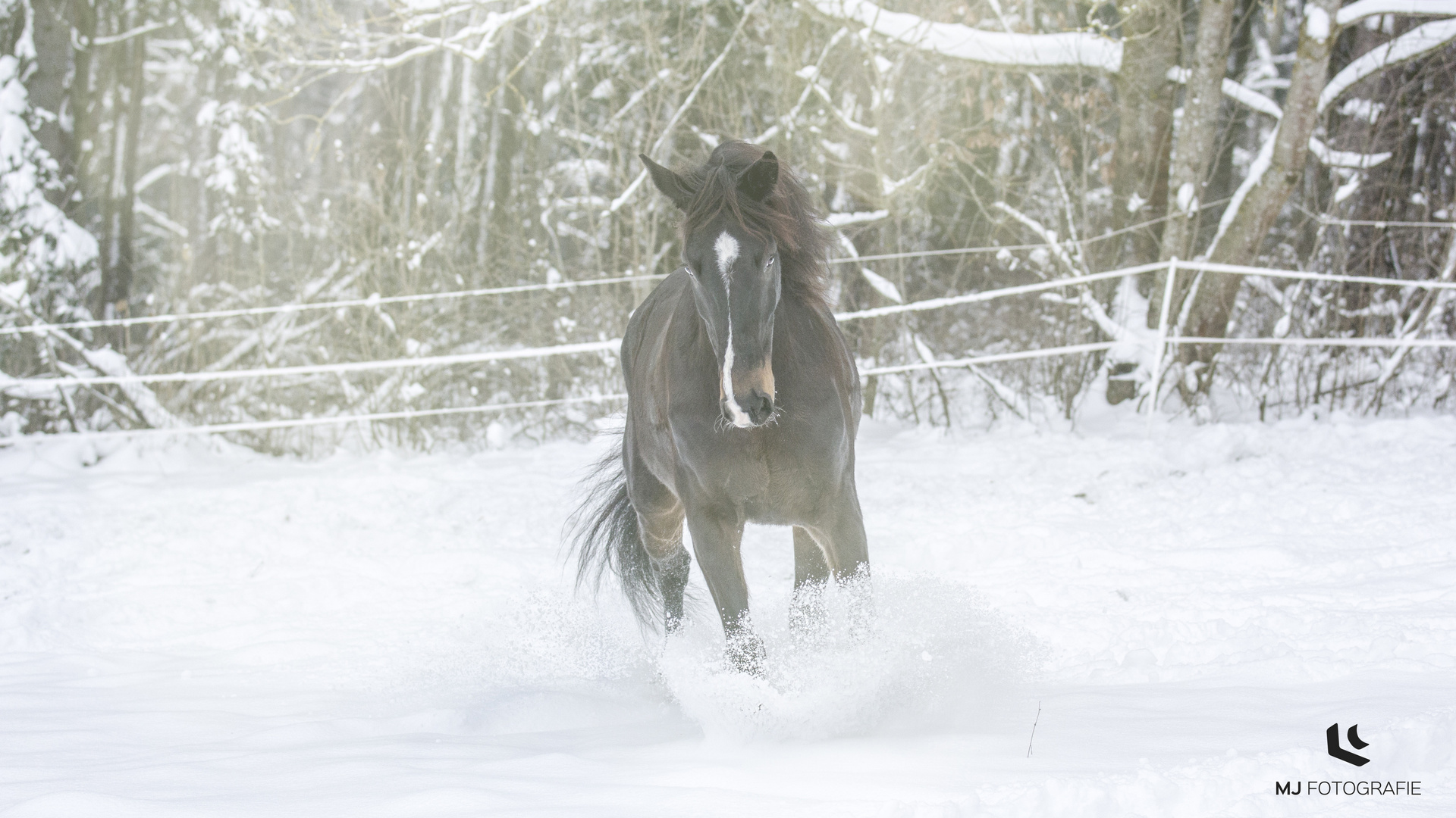 kraftvoll im Schnee