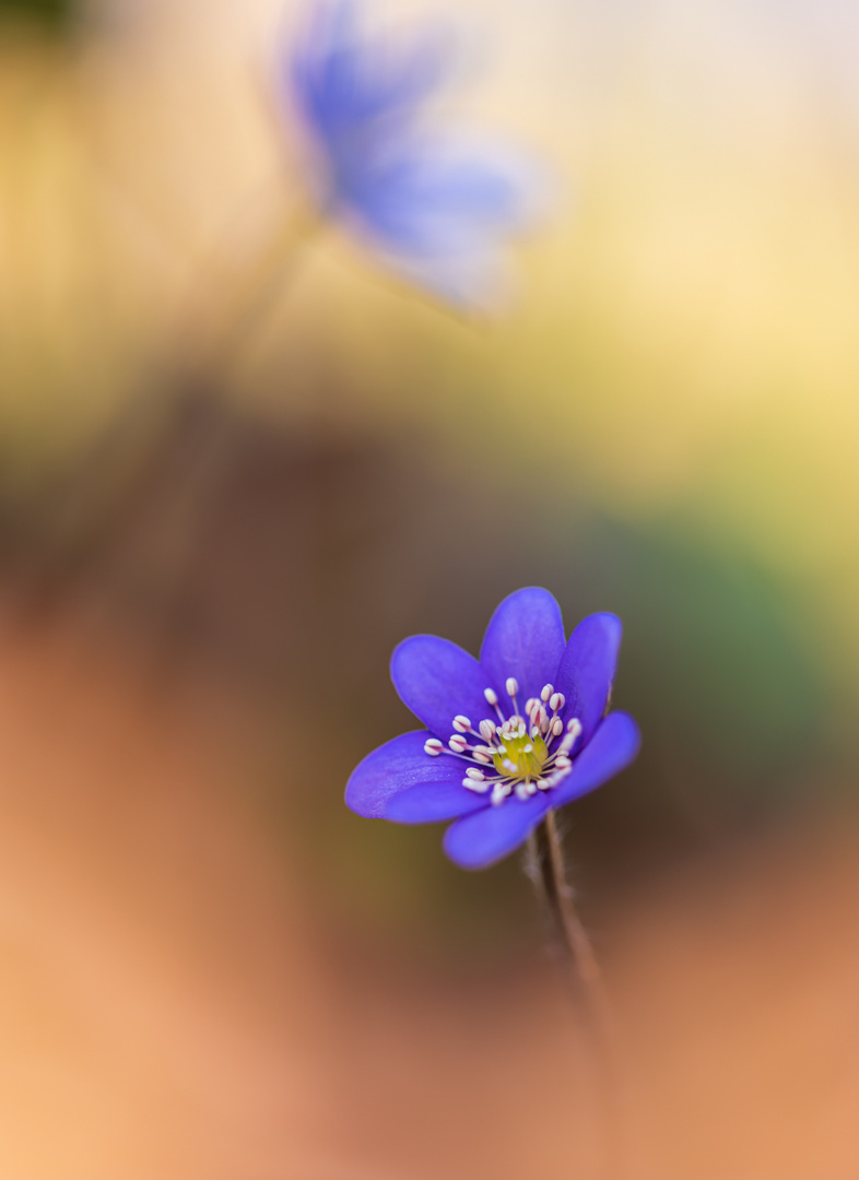 Kraftvoll in den Frühling