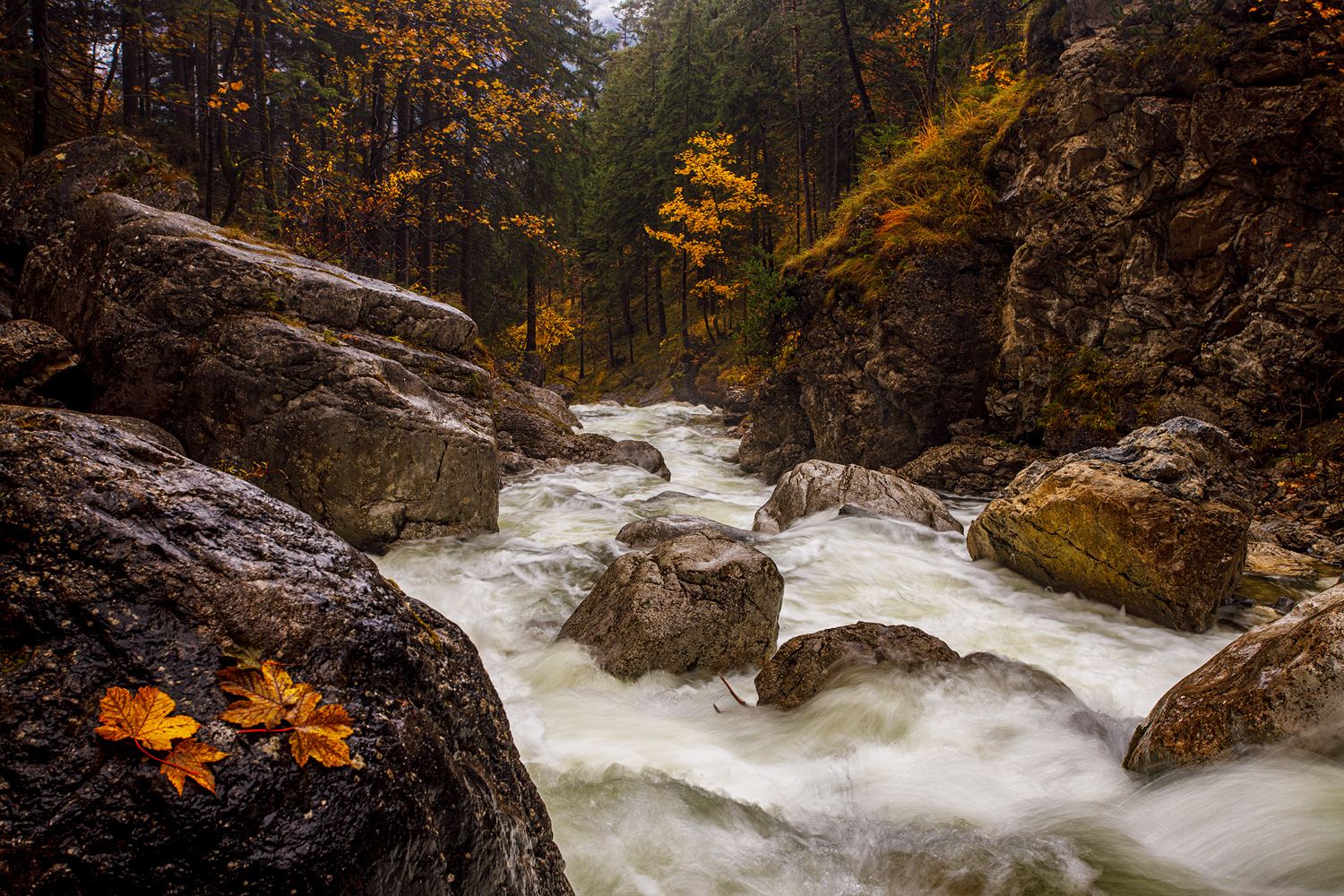 kraftvoll in den herbst