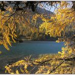 Kraftvoll und leuchtend: die Lärchenwälder im Engadin