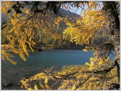 Kraftvoll und leuchtend: die Lärchenwälder im Engadin