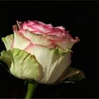 kraftvoll und voll von sinnlichem Leben: die Rose...