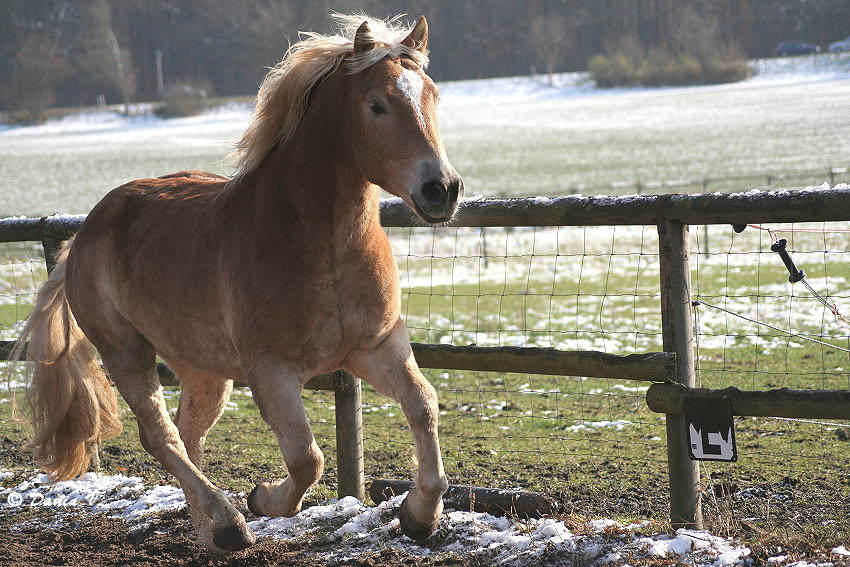 Kraftvolle Ausgelassenheit