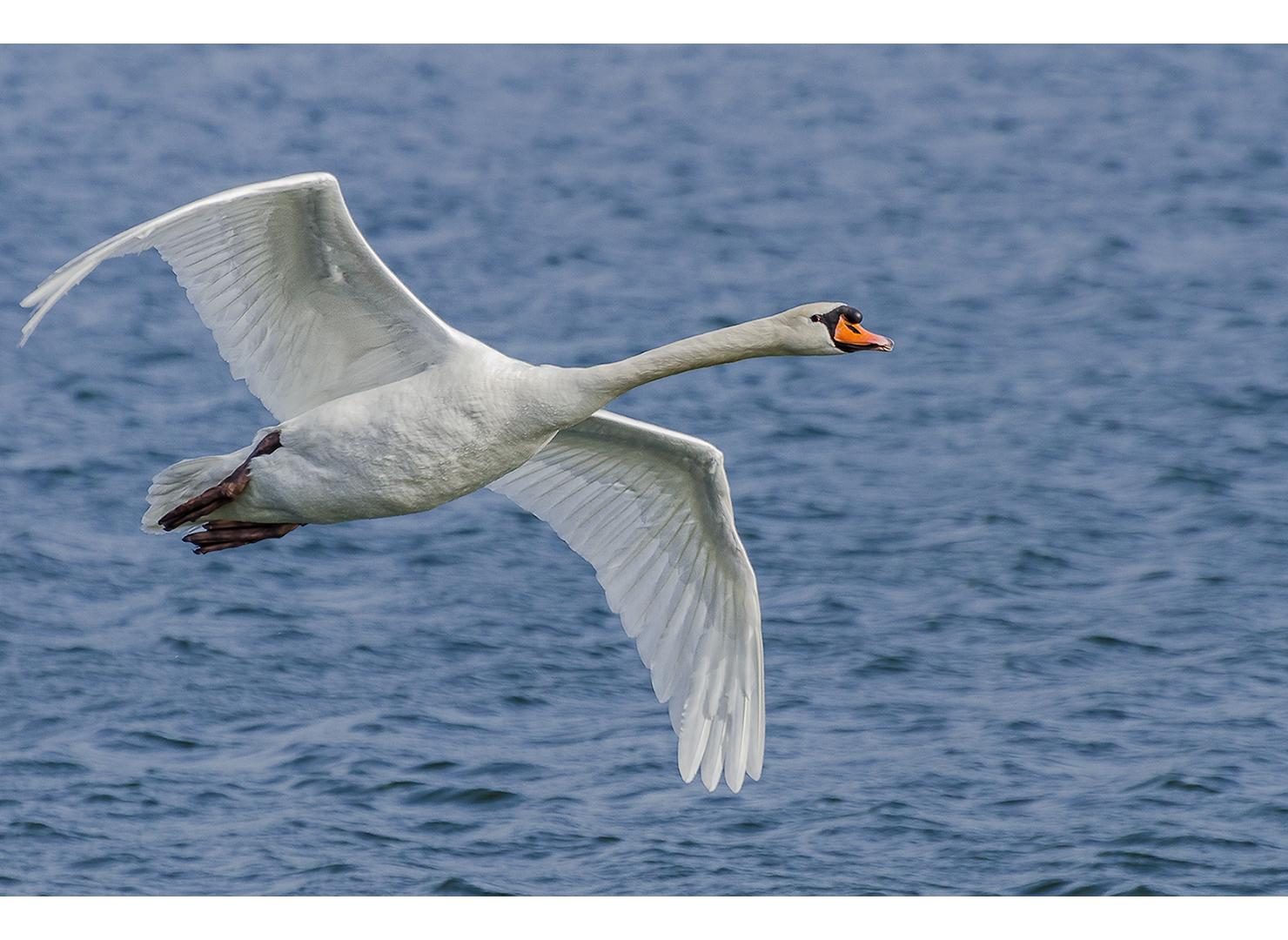 Kraftvoller Flug des Schwans