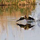 Kraftvoller Start einer Nilgans