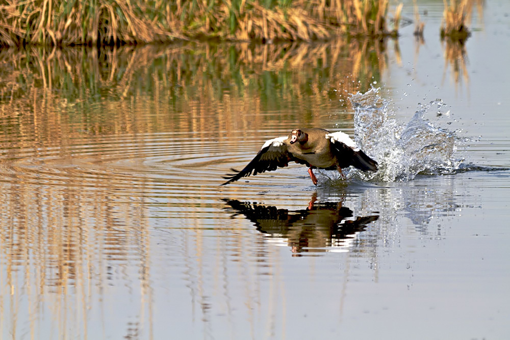 Kraftvoller Start einer Nilgans