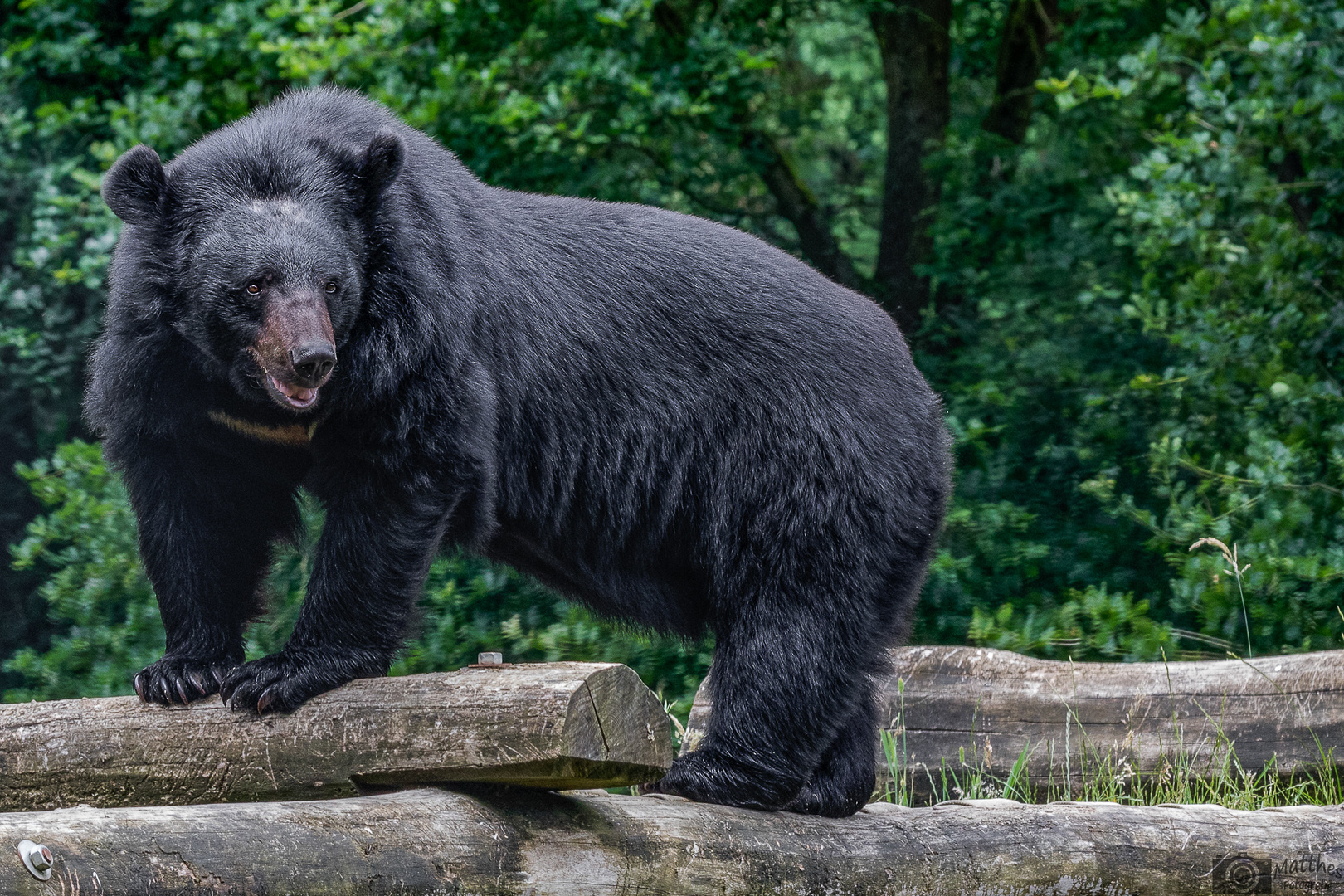 Kragenbär